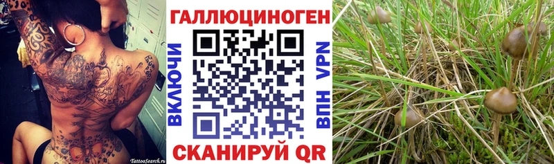 Псилоцибиновые грибы мухоморы  закладка  Гаджиево 